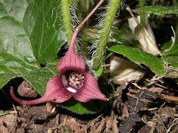 Wild Ginger
