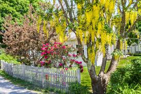 Tira de lluvia de oro color: Como Reproducir El Arbol Lluvia De Oro Amigos De La Jardineria