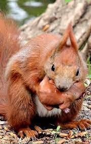 A Photo Edited With Picmonkey Cute Animals Animals Squirrel