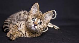 Bengal kittens, savannah kittens, serval kittens and cracal kittens in our large breeding program, all of our kittens. Are Savannah Cats Good Pets We Help You Decide