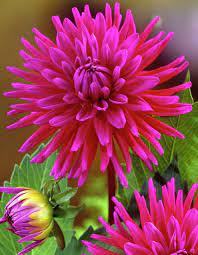 Dahlia Purple Gem Beautiful Flowers Flowers Australia Amazing Flowers