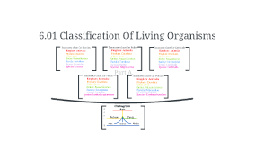 6 01 Classifications Of Living Organisms By Christine J On