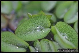Salvinia molesta is native to brazil in the subtropical zone. Salvinia Molesta Kariba Weed Flowgrow Aquatic Plant Database