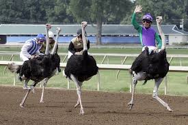 Come down to dade park grill and try the hot peppermint patty for only $4! Ellis Jockeys Find Camels Ostriches Make Tricky Mounts Horse Racing News Paulick Report