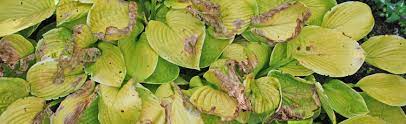 Dark and light green leaf color. Prevent Scorch And Brown Leaves On Hostas Melinda Myers