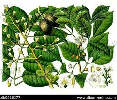 Image result for Burseraceae