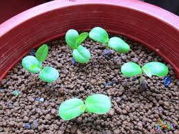 鄉野幻境 非洲紫藤木 bolusanthus speciosus plants