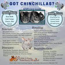 Chinchilla Vet Care Chinchilla Chinchilla Pet Chinchilla Toys