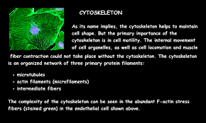Animal cell diagram cells alive. Interactive Cell Model