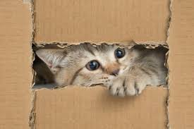 1) juguete de ratón para un gato 2) el juguete rojo del punto del laser para un gato 3) el juguete verde del punto del laser . Juguetes Caseros Para Gatos 5 Ideas Faciles Y Baratas Zooplus