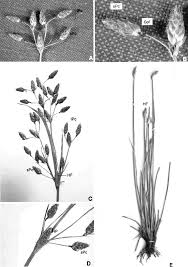 Image result for Volkiella disticha