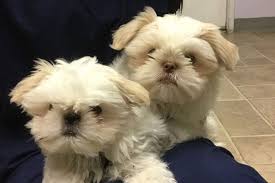 David zanders, who all are licensed, experienced solana beach veterinarians. About Academy Animal Hospital Solana Beach Ca Veterinary Hospital