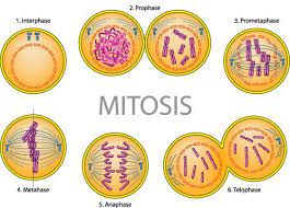 die stadien der mitose biology101 free study guides bildung ideen diy mitosis cell division meiosis