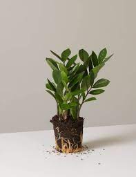 Department of agriculture hardiness zones 9b through 11, it is usually grown as a houseplant. Everything You Need To Know About Zz Plants Gardenista