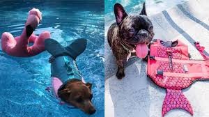 Get a boxer, husky, german shepherd, pug, and more on kijiji, canada's #1 local classifieds. Dogs Can Be Mermaids This Summer At The Pool With These Adorable Life Jackets