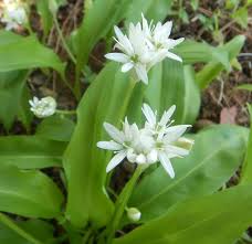 Image result for Allium ursinum
