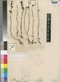 Image result for Eulophia tuberculata