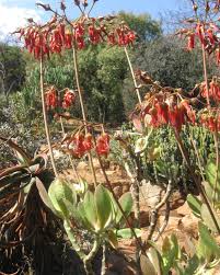 Image result for Cotyledon barbeyi