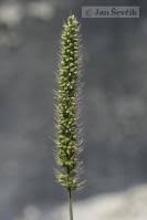 Image result for Setaria homonyma