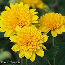 Yellow perennial flowers zone 6. Under Used Perennials Acorn Farms Interesting Perennials For The Landscape