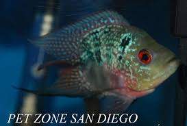 Shortbody Red Dragon Flowerhorn Fry Now On Sale Only 14 99 Cichlids Breeds Fish Pet