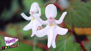 It is unique, too, that it only blooms at night and then will die by the next morning. Top 10 Most Expensive Rare Flowers In The World 2016 Pastimers Youtube In 2021 Rare Flowers Expensive Flowers Unique Flowers