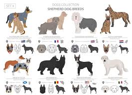 Old English Sheepdog Stock Illustrations 82 Old English