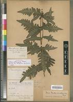 Image result for Pteris atrovirens