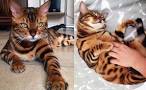 Bengal Cat Behavior: Are They Prone to Unwanted Behavior ...