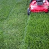 Choosing The Best Lawnmower Height Setting Thriftyfun