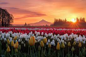 Apr 29, 2019 · the portland tulip festival happens every year in spring. 2020 Tulip Festival My Family Guide