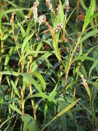 Image result for Persicaria madagascariensis