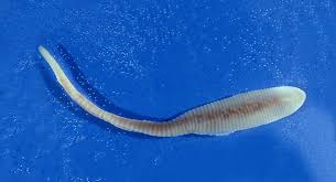 Intestinal parasites cause significant morbidity and mortality. Vet Advises Vigilance Against European Rescue Dog Parasite Vet Times