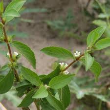 Image result for Dyschoriste tanganyikensis