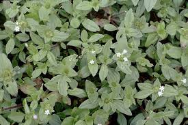 Image result for Richardia brasiliensis