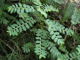 Image result for Phyllanthus fraternus