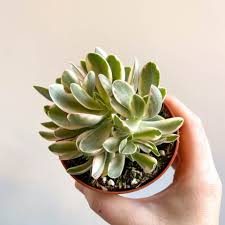 Image result for Crassula globularioides