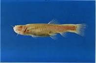 Phreatichthys andruzzii Vinciguerra: living specimen from Bud Bud ...