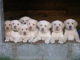 These puppies are full of energy and ready for lots of love. Free Classifieds Hoobly Classifieds Lab Puppies Cute Animals Labrador Retriever