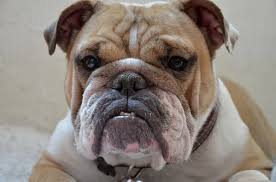 Click any coloring page to see a larger version and download it. 101 Descriptive Collection Of Fat Dog Names For 2021