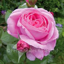 We did not find results for: Mum In A Million Bush Rose Peter Beales Roses The World Leaders In Shrub Climbing Rambling And Standard Classic Roses
