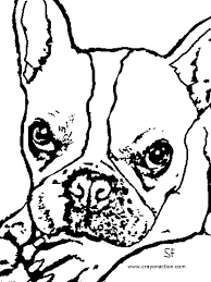 Hand drawn coloring page art available for in instant download of a printable.jpg image file. French Bulldog Coloring Page Crayon Action Pages Boston Terrier Puppies Under Tail Blue Merle Bully Price Frenchton Mini White Oguchionyewu