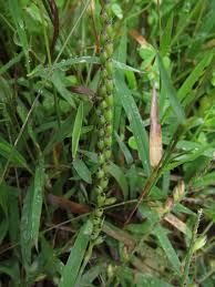 Image result for Urochloa brizantha