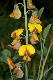 Image result for Crotalaria laburnifolia