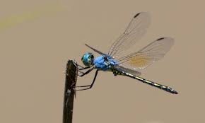 Image result for Tridactyle gentilii