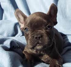 We live in a quiet country setting of an 8 acre property in rural ohio. Home Czar S Frenchies Czar S Frenchies