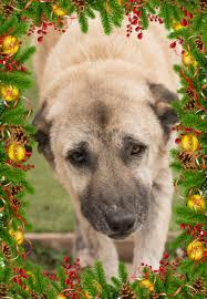 Kurth Animal Shelter online fundraiser event