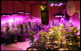 Aglex 1200w cob led grow comes with intense light and a broad nature spectrum. Thinking About Using Led Grow Lights Here Are The 7 Mistakes To Avoid