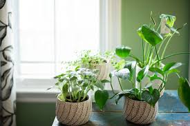 House plants can bring so much joy to our lives. 12 Best Houseplants For Sunny Windows