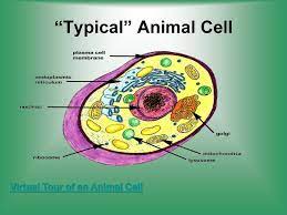 Maybe you would like to learn more about one of these? Cell Structure Function Pt 2 The Organelles Ppt Download